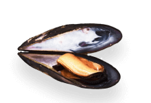 Морепродукты опт