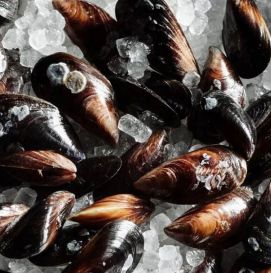 Мидия Черноморская, живая (предзаказ)