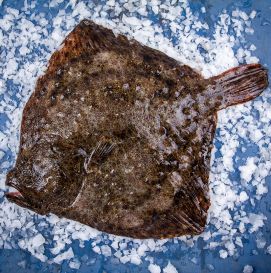 Рыба камбала