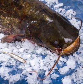 Сом охлажденный