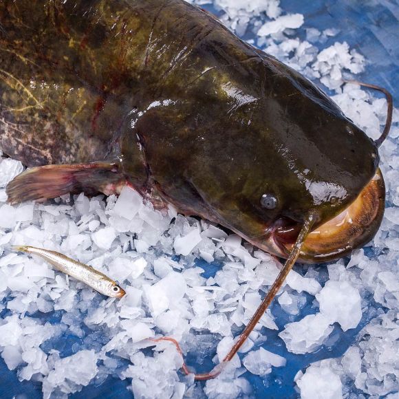 Сом охолоджений купити в Одесі ✔️ Ціна сома за кг