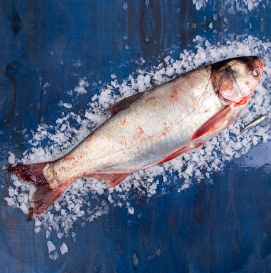 Товстолоб охолоджений