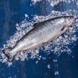 Лосось (семга) потрошеный