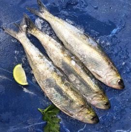 Дунайка Черноморская