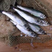 Дунайка малосольная купить с доставкой ✔️ Малосольная сельдь в Одессе (1)