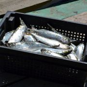 Дунайка малосольная купить с доставкой ✔️ Малосольная сельдь в Одессе (2)