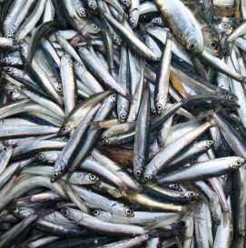 Хамса Черноморская малосольная