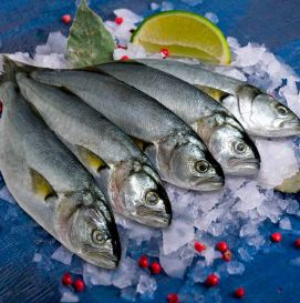 Черноморский луфарь