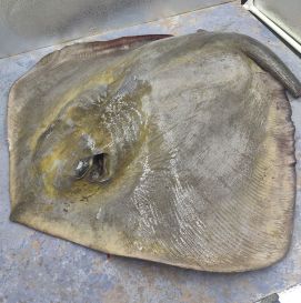 Скат Черноморский