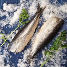 Сельдь матье б/г замороженная