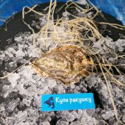 Устриці Остра Регал №2 Франція ✔️ Купити оптом та в роздріб, ціна в Одесі (2)