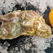 Устрицы Селин №1 Франция ✔️ Купить оптом и в розницу, цена в Одессе (2)