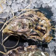 Устриці Чорна Королева №2 Франція ✔️ Купити оптом та в роздріб, ціна в Одесі (2)