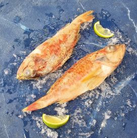 Окунь красный с головой