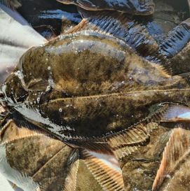 Чорноморський глось