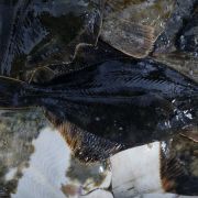 Глосик риба чорноморська купити в Одесі ✔️ Ціна глося за кг (2)