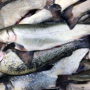 Голец купить в Одессе ✔️ Цена потрошеной рыбы голец (2)