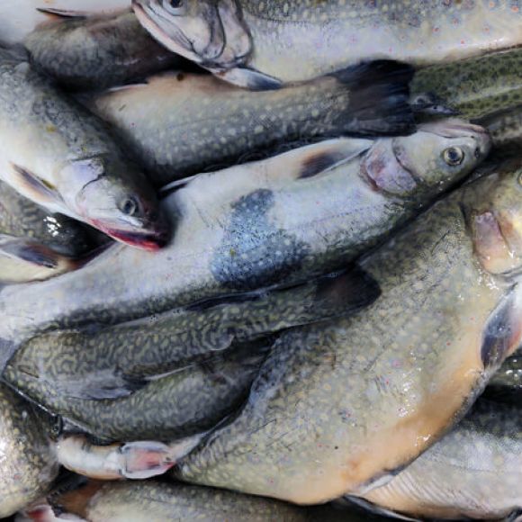 Голец купить в Одессе ✔️ Цена потрошеной рыбы голец