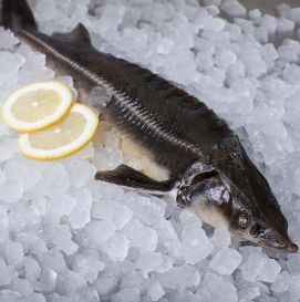 Осетр свежий