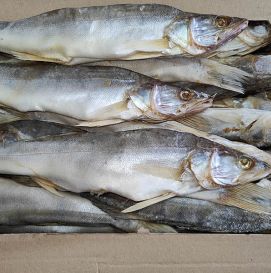 Судак вяленый