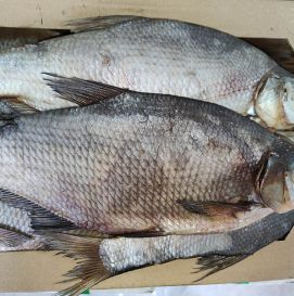 Лещ вяленый